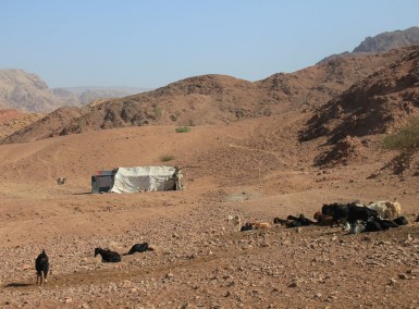 Famille de bédouins et leurs chèvres, dans la Réserve de Dana (Jordanie)